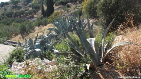 Chorvatsko -  ostrov Hvar - Foto Jakub Gregor (9)