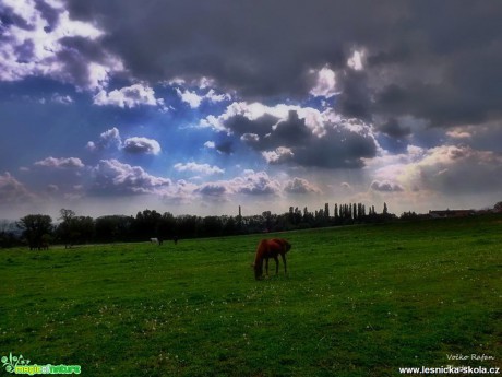 Pastva pod širým nebem - Foto Jiří Havel