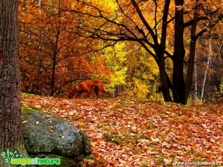 Rhodéský ridgeback - Foto Jaroslava Jechová (2)