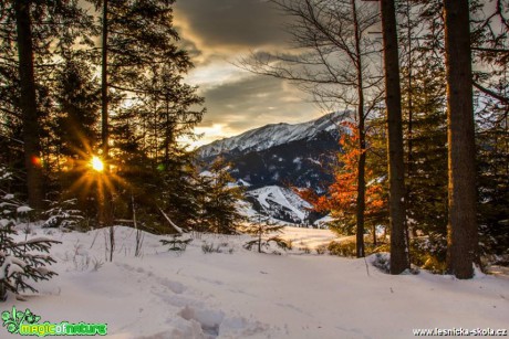 V horských lesích - Foto Jozef Pitoňák