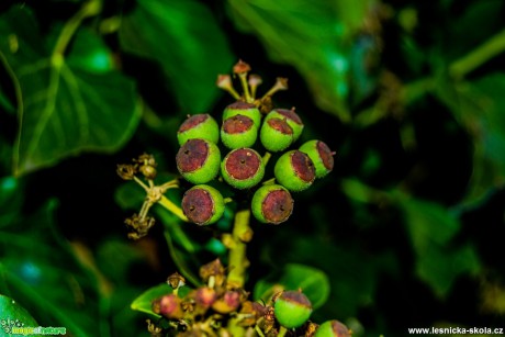 Břečťan popínavý - Hedera helix - Foto David Hlinka (3)