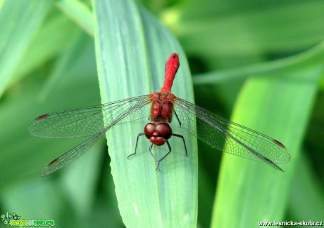 Vážka rudá - Sympetrum sanguineum - Foto Miloslav Míšek