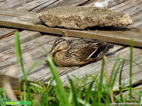 Kachna obecná - Anas platyrhynchos - Foto Jiří Havel (1)