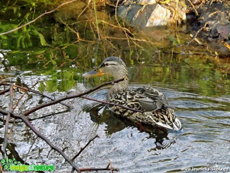 Kachna obecná - Anas platyrhynchos - Foto Jiří Havel