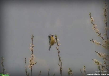 Sýkora modřinka - Cyanistes caeruleus - Foto Jiří Havel