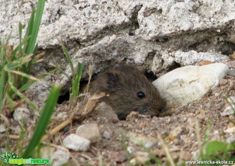 Hraboš polní - Microtus arvalis - Foto Miloslav Míšek