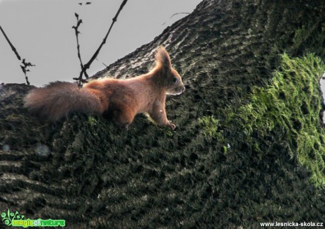 Veverka obecná - Sciurus vulgaris - Foto Miloslav Míšek