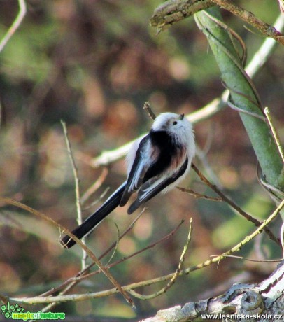 Mlynařík dlouhoocasý - Aegithalos caudatus - Foto Rasťo Salčík