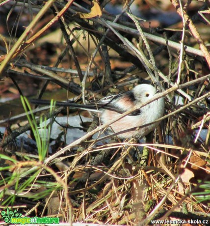 Mlynařík dlouhoocasý - Aegithalos caudatus - Foto Rasťo Salčík (1)