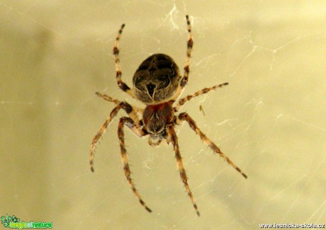 Křižák obecný - Araneus diadematus - Foto Miloslav Míšek