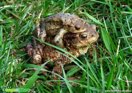 Ropucha obecná -  Bufo bufo - Foto Miloslav Míšek