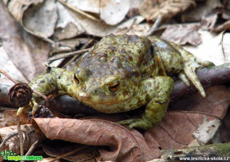 Ropucha zelená -  Bufo viridis - Foto Miloslav Míšek