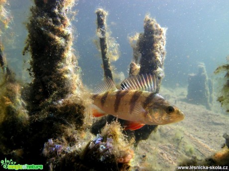 Okoun říční - Perca fluviatilis - Foto Tomáš Kunze (1)