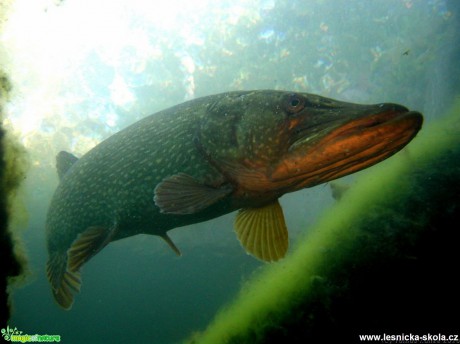 Štika obecná - Esox lucius - Foto Tomáš Kunze (4)