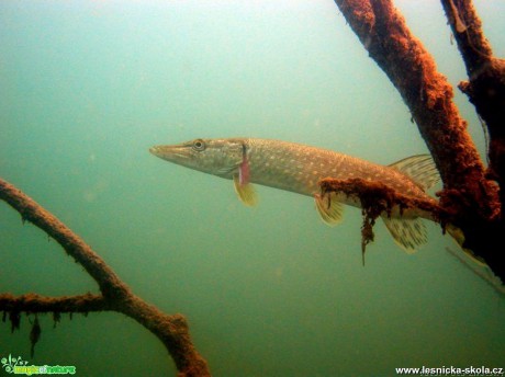 Štika obecná - Esox lucius - Foto Tomáš Kunze (5)