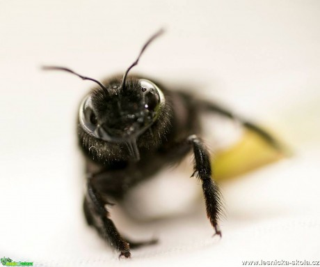 Drvodělka fialová - Xylocopa violacea - Foto Jana Vondráčková