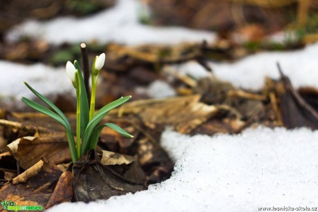 Sněženka podsněžník - Galanthus nivalis - Foto Jan Valach (4)