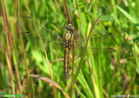 Klínatka rohatá - Ophiogomphus cecilia - Foto Miloslav Míšek