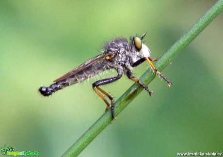 Roupec - Asilidae sp. - Foto Miloslav Míšek