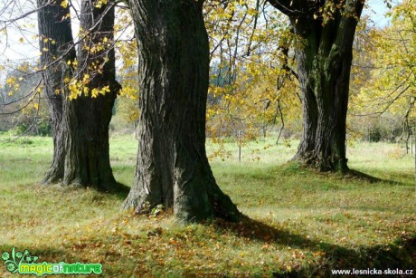 Uhlířský vrch - alej  - Foto Jaroslav Pávek