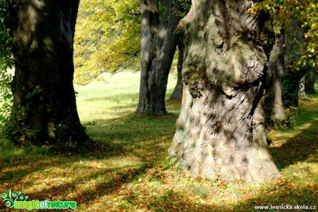 Uhlířský vrch - alej - Foto Jaroslav Pávek (1)