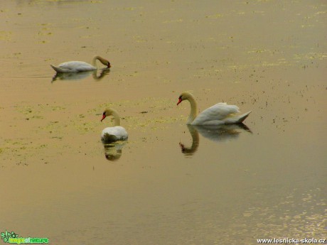 Labuť - Cygnus - Foto Jiří Perlík (2)