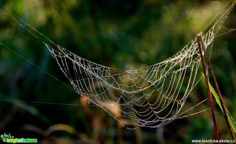 Svítání v pavučině - Foto Petr Germanič