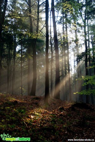 Lesní svítání - Foto Petr Germanič (1)