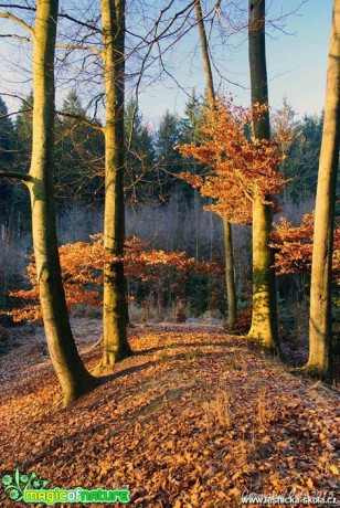 Lesní svítání - Foto Petr Germanič