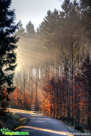 Svítání na lesní cestě - Foto Petr Germanič