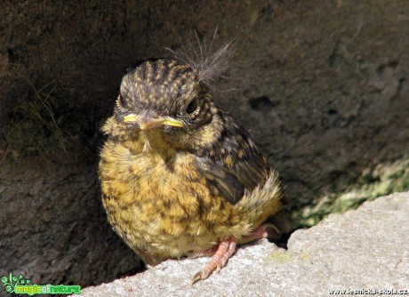 Červenka obecná - Erithacus rubecula - mládě - Foto Miloslav Míšek