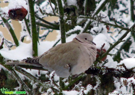 Hrdlička zahradní - Streptopelia decaocto - Foto Miloslav Míšek