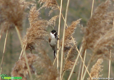 Strnad rákosní - Emberiza schoeniclus - Foto Miloslav Míšek