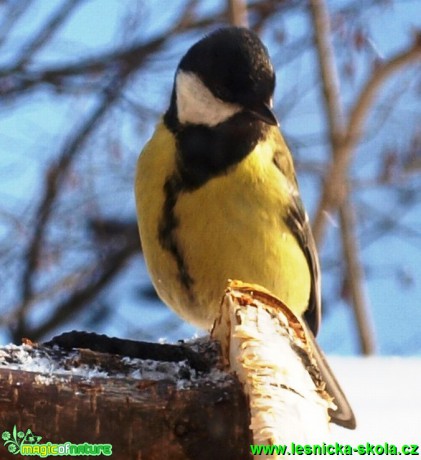 Sýkora koňadra - Parus major (2) - Foto David Hlinka