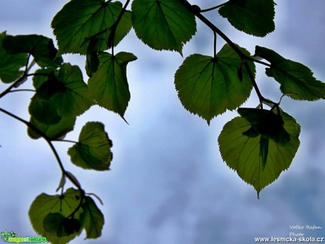 Lípa srdčitá - Tilia cordata - Foto Jiří Havel