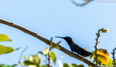 Kolibřík - Foto Roman Brož