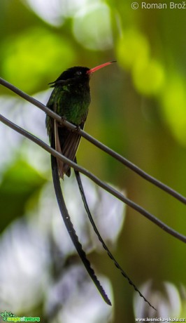 Kolibřík z Jamajky - Doctor Bird - Foto Roman Brož (1)