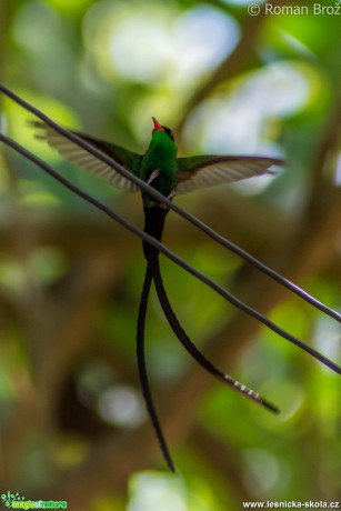 Kolibřík z Jamajky - Doctor Bird - Foto Roman Brož (2)