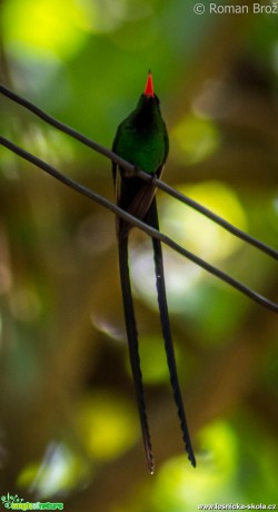 Kolibřík z Jamajky - Doctor Bird - Foto Roman Brož (3)