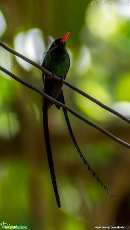 Kolibřík z Jamajky - Doctor Bird - Foto Roman Brož (4)