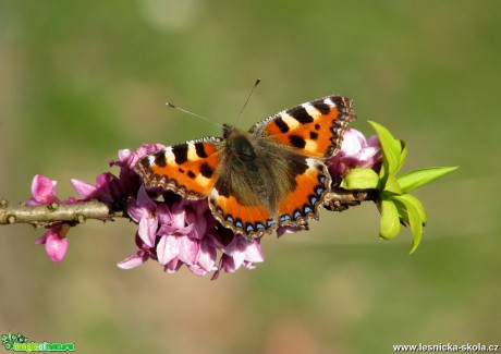 Babočka kopřivová - Aglais urticae - Foto Miloslav Míšek