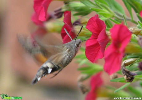 Dlouhozobka svízelová - Macroglossum stellatarum - Foto Miloslav Míšek