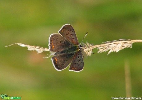 Ohniváček černoskvrnný Lycaena tityrus - Foto Miloslav Míšek