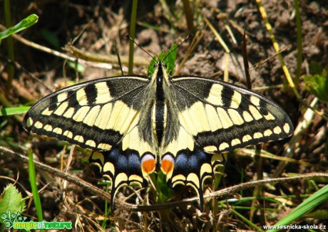 Otakárek fenyklový - Papilio machaon - Foto Miloslav Míšek