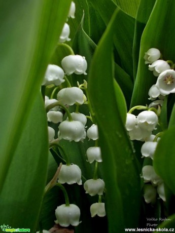 Konvalinka vonná - Convallaria majalis - Foto Jiří Havel (2)