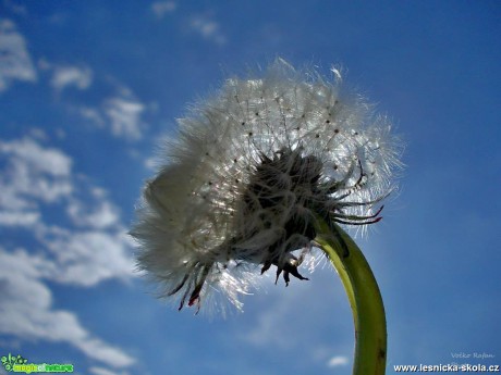 Smetanka lékařská - Taraxacum officinale - Foto Jiří Havel