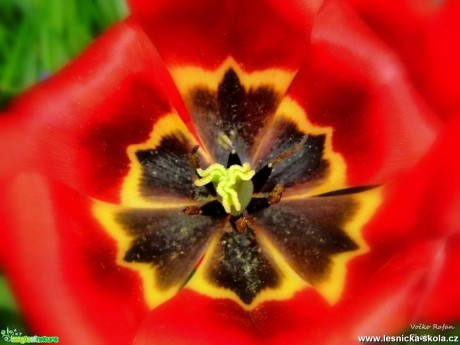Tulipán - Tulipa - Foto Jiří Havel