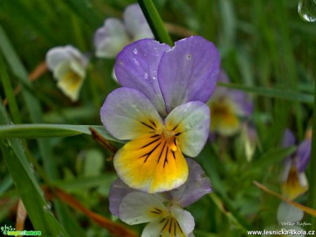 Violka trojbarevná - Viola tricolor - Foto Jiří Havel