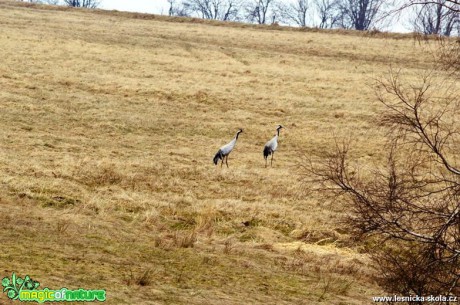 Jeřáb popelavý - Grus grus - Foto Michal Vorlíček (1)