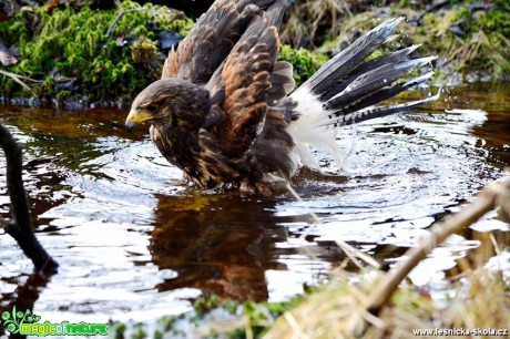 Káně Harrisova - Parabuteo unicinctus - Foto Michal Vorlíček (3)